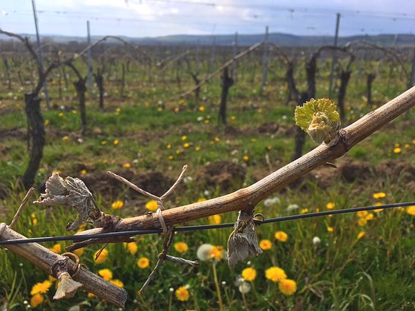 Spätfrost im Rheingau