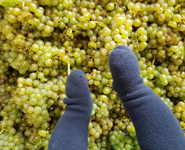 Riesling 2016