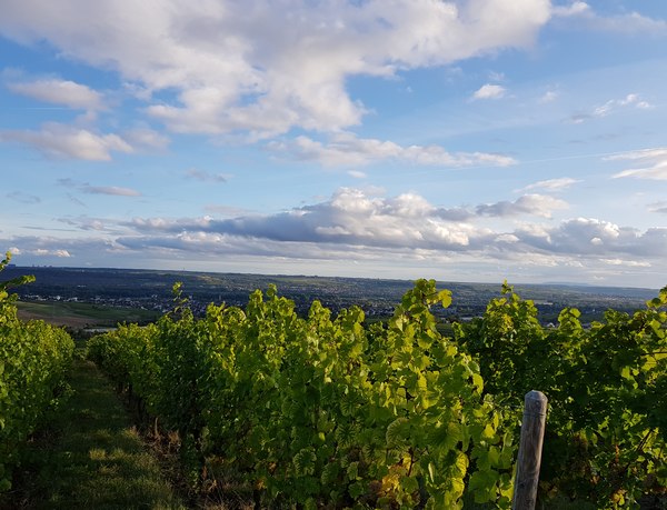 Sonne im Weinberg