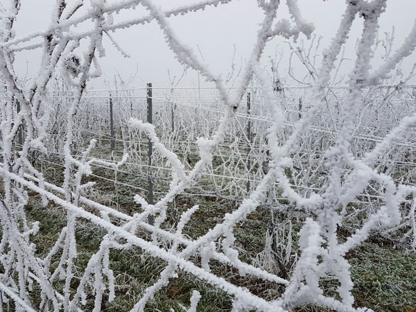 Schnee und Eis in den Weinbergen