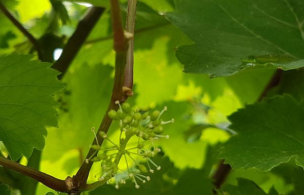 Weinblüte im Rheingau