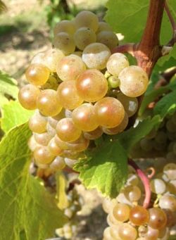 Riesling im September