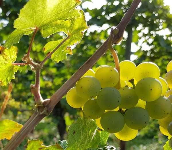 Riesling im Sep