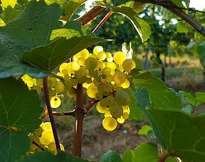 Riesling im September