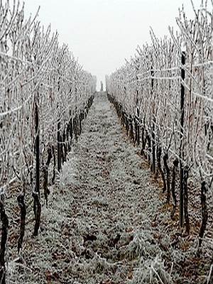 Weinberge bei Frost