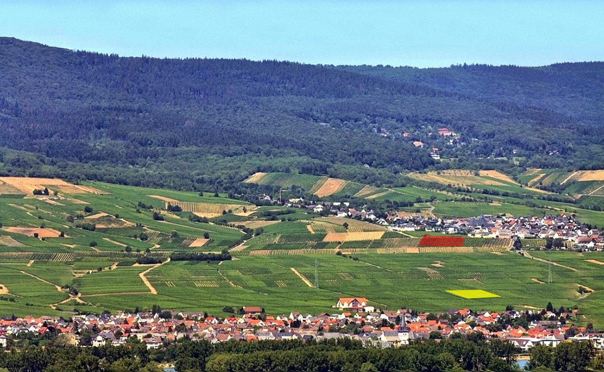 Hallgartener Schönhell, Oestricher Lenchen