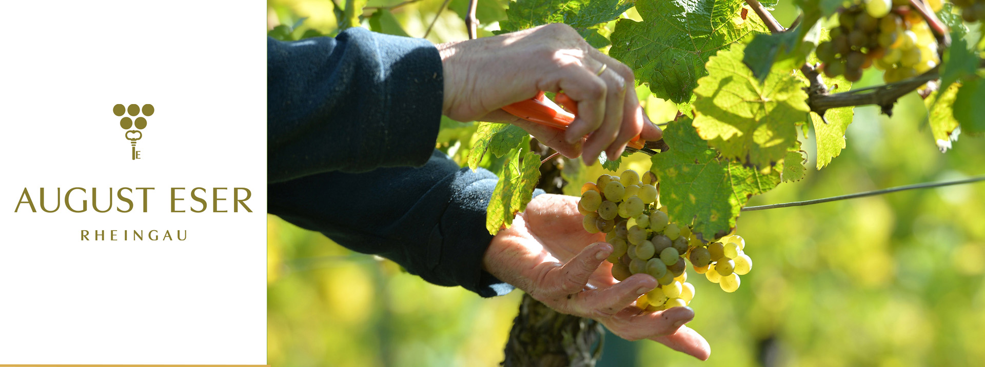 Weingut August Eser