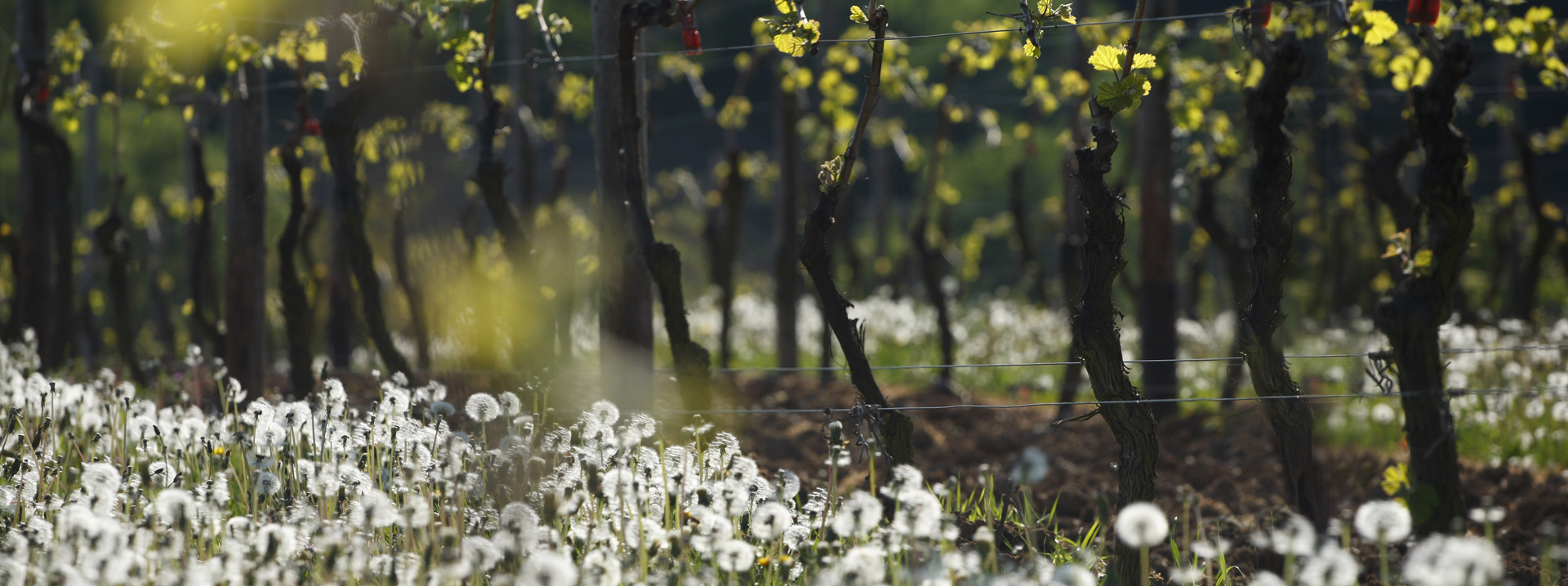 Weingut August Eser