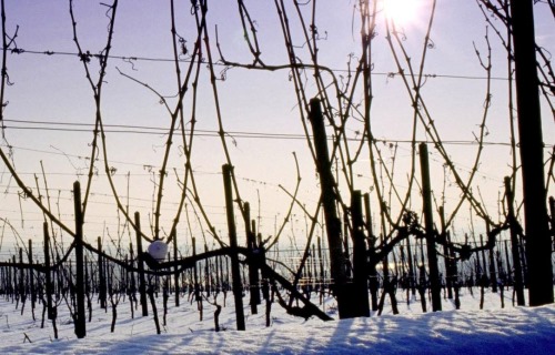 Weingut August Eser